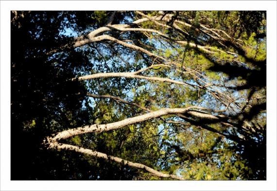 Jardins de la Fontaine, parcs, jardins publics, arbres, fleurs, marroniers, statues