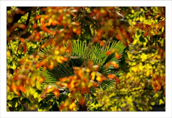 Jardins de la Fontaine, parcs, jardins publics, arbres, fleurs, marroniers, statues
