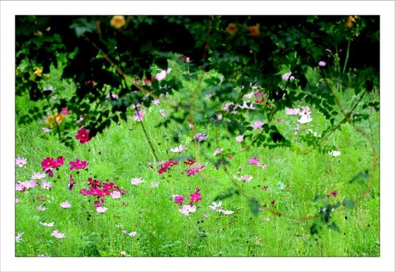 Jardins de la Fontaine, parcs, jardins publics, arbres, fleurs, marroniers, statues
