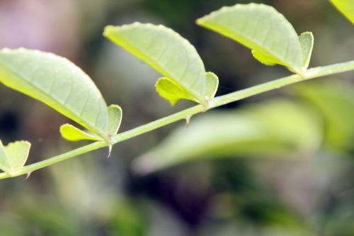 zantho simulans 7 romilly 8 sept 2012 046.jpg