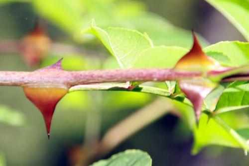 zantho simulans 6 romilly 8 sept 2012 043.jpg