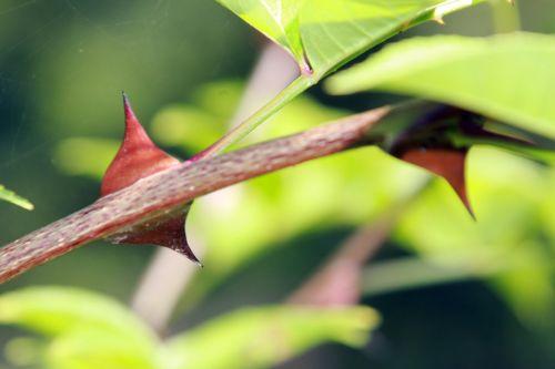 zantho simulans 5 romilly 8 sept 2012 042.jpg