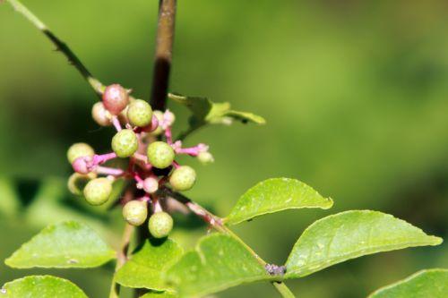 zantho simulans 3 romilly 8 sept 2012 040.jpg