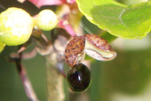 zantho simulans 4 fruit mûr romilly 8 sept 2012 041.jpg