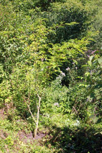 zantho simulans 1 romilly 8 sept 2012 033.jpg