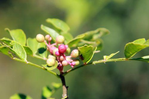 zantho simulans 2 romilly 8 sept 2012 038.jpg