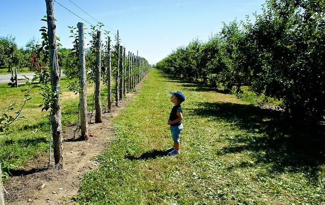 anteketborka.blogspot.com, pomme111