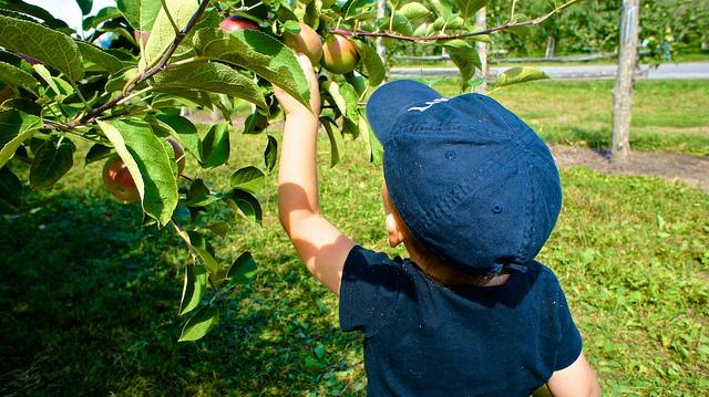 anteketborka.blogspot.com, pomme444