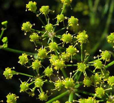 Au bord du chemin (16) : Calament officinal et Panais brûlant