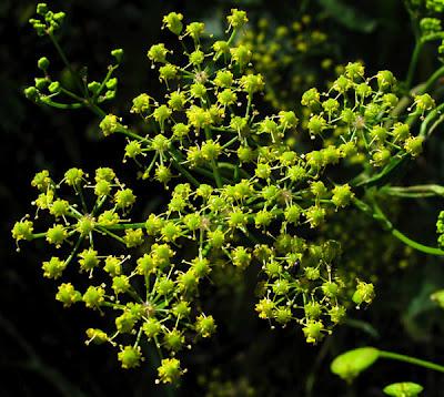 Au bord du chemin (16) : Calament officinal et Panais brûlant