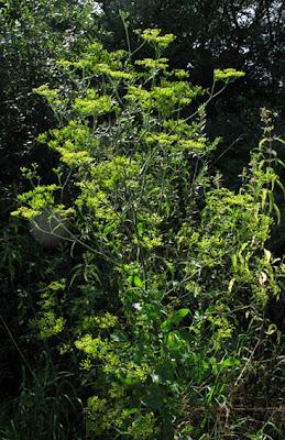 Au bord du chemin (16) : Calament officinal et Panais brûlant