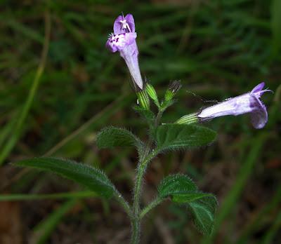 Au bord du chemin (16) : Calament officinal et Panais brûlant