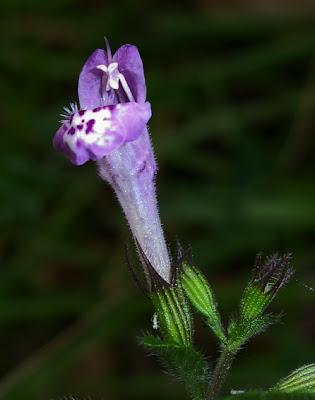 Au bord du chemin (16) : Calament officinal et Panais brûlant