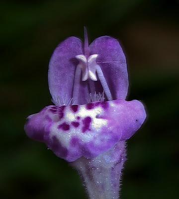 Au bord du chemin (16) : Calament officinal et Panais brûlant