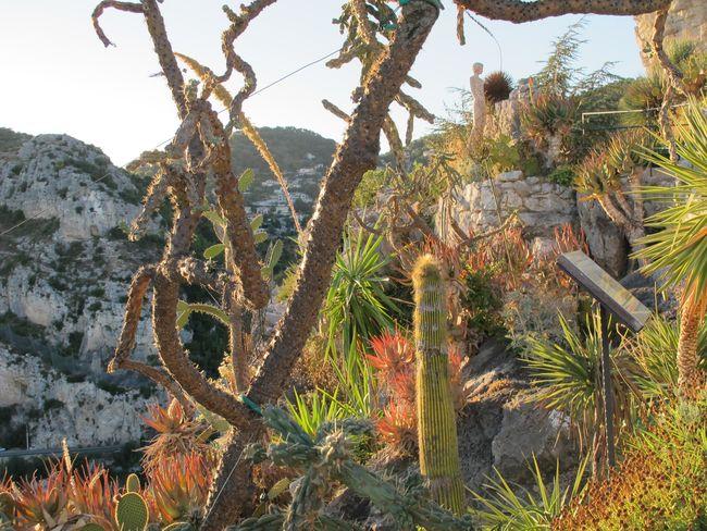 Visite d’été : le jardin d’Eze nous remplit d’aise ( facile je sais …)