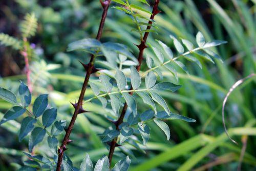 8 zantho piperitum romilly 8 sept 2012 031.jpg
