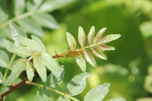 3 zantho pip romi 9 juin 2012 025.jpg