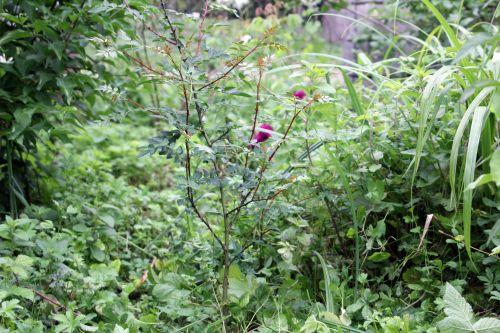 1 zantho pip romi 13 juin 2012 001 (3).jpg