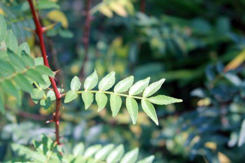 7 zantho piperitum romilly 8 sept 2012 032.jpg