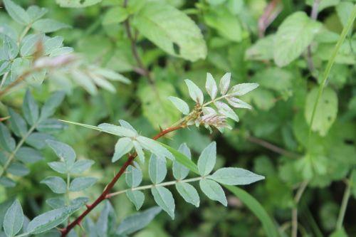 2 zantho pip romi 13 juin 2012 001 (18).jpg