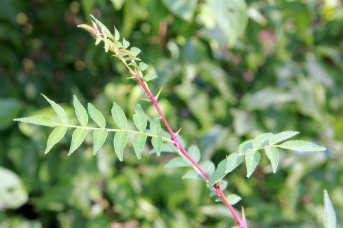 6 zantho piperitum romilly 8 sept 2012 030.jpg