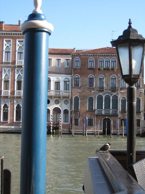 La paline et le pigeon, la paline et le moineau