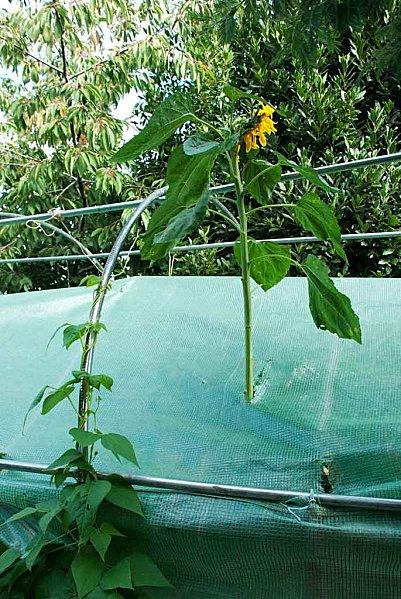 tournesol_serre.jpg