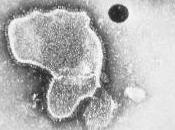 CANCER: virus respiratoire l’enfant, oncolytique pour l’adulte Cancer