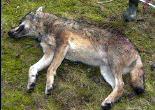 Tirs de prélèvement : Onze loups pourront être tués en 2012-2013