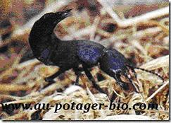 Le Staphylin Noir (Ocypus olens)