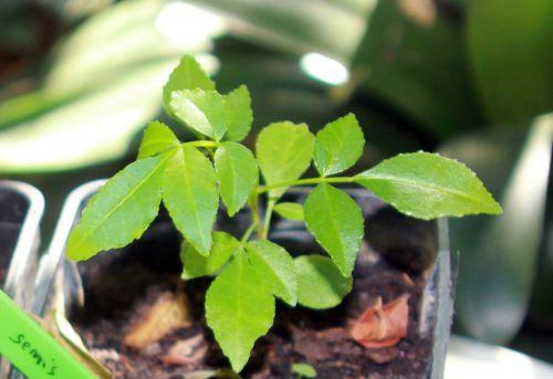 7 zantho coreanum rec 9 sept 2012 001.jpg