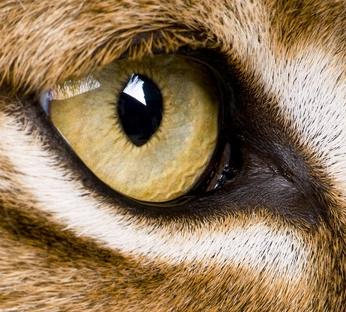 Le saviez-vous ►Expression : Avoir des yeux de lynx
