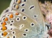 L’Azuré l’Ajonc