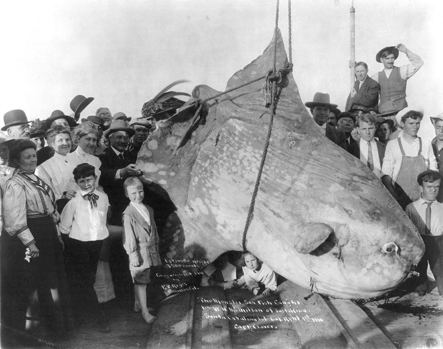 Mola mola de près de 2 tonnes pêché en 1910... 1 premier avril