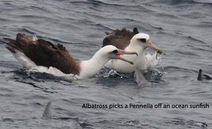 Albatros mangent des Pennella sur le dos d'un Mola mola