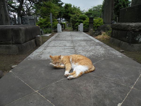 Japon_Tokyo_2009_808