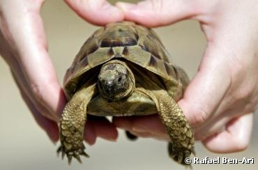 10 conseils pour prendre bien soin de sa tortue