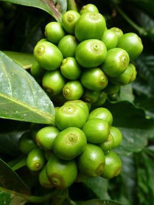 Plantations de beau thé aux alentours de Munnar