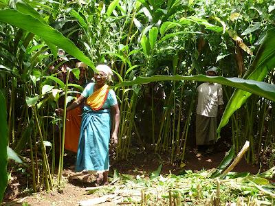 Plantations de beau thé aux alentours de Munnar