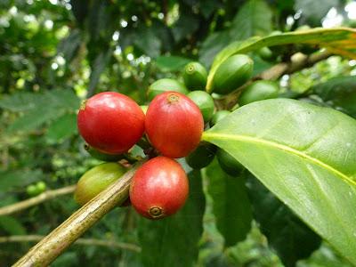 Plantations de beau thé aux alentours de Munnar