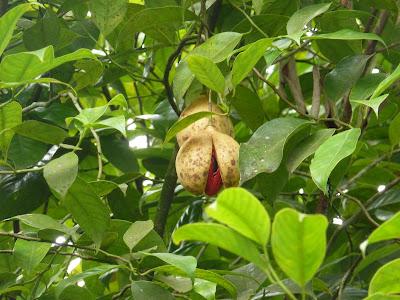Plantations de beau thé aux alentours de Munnar
