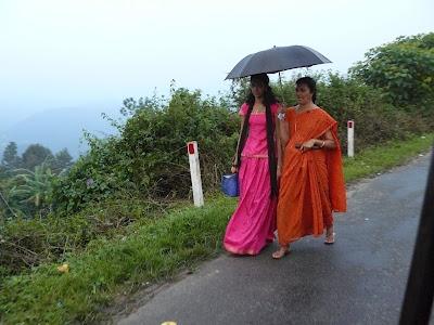 Plantations de beau thé aux alentours de Munnar