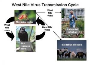 WEST NILE: Faut-il avoir peur du virus du Nil occidental? – CDC-ECDC