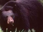 Vivre sécurité avec l’ours noir? question responsabilité