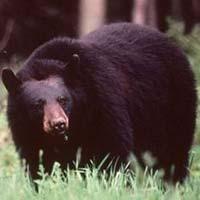 Vivre en sécurité avec l’ours noir? Une question de responsabilité