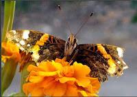 Macro Folie #9 Macro Folie #9