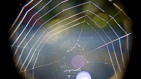 Macro Folie #9 anteketborka.blogspot.com, toile2