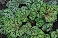 Macro Folie #9 Macro Folie #9