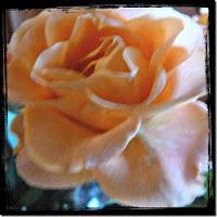 Macro Folie #9 Macro Folie #9