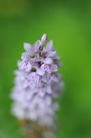 Macro Folie #9 Macro Folie #9